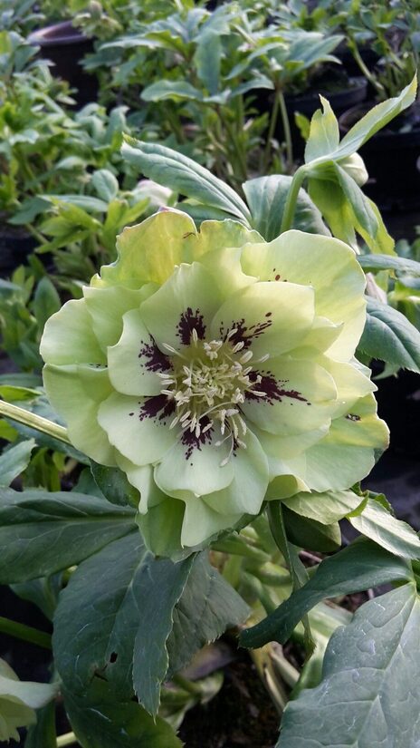 Helleborus Double Ellen Green- sniegaroze